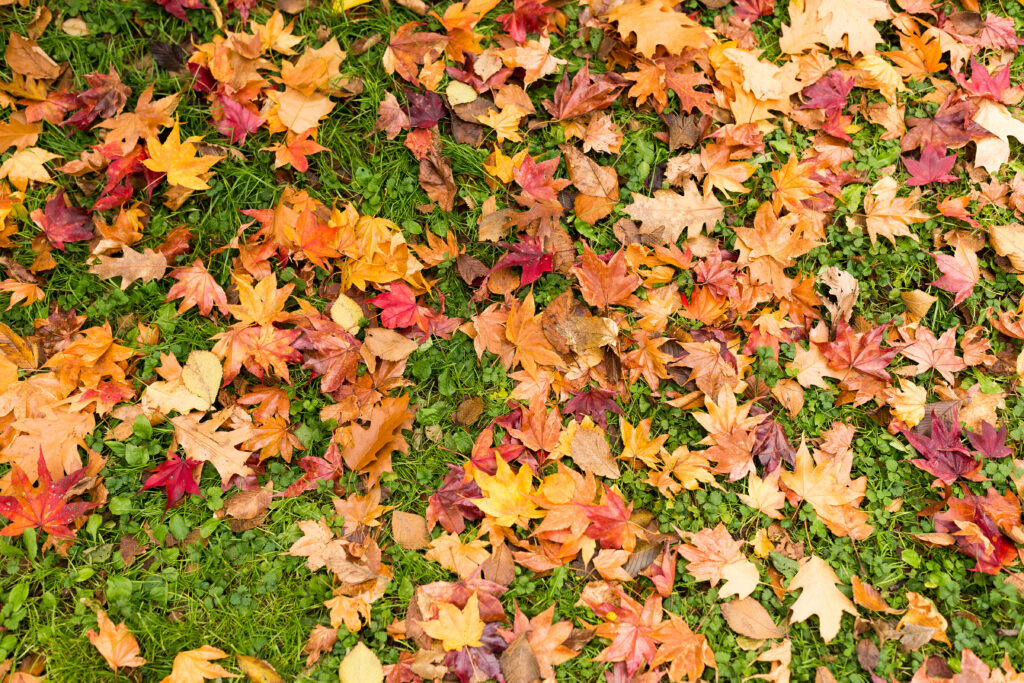 fall leaves on the ground