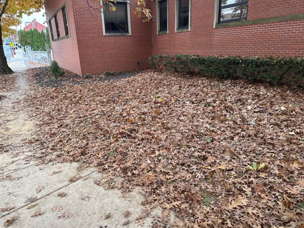 a yard full of leaves