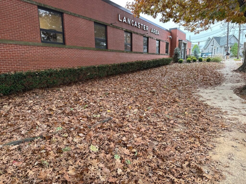 a side yard full of leaves