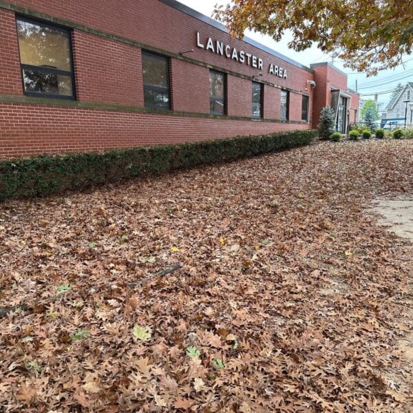 a lawn completely covered in leaves