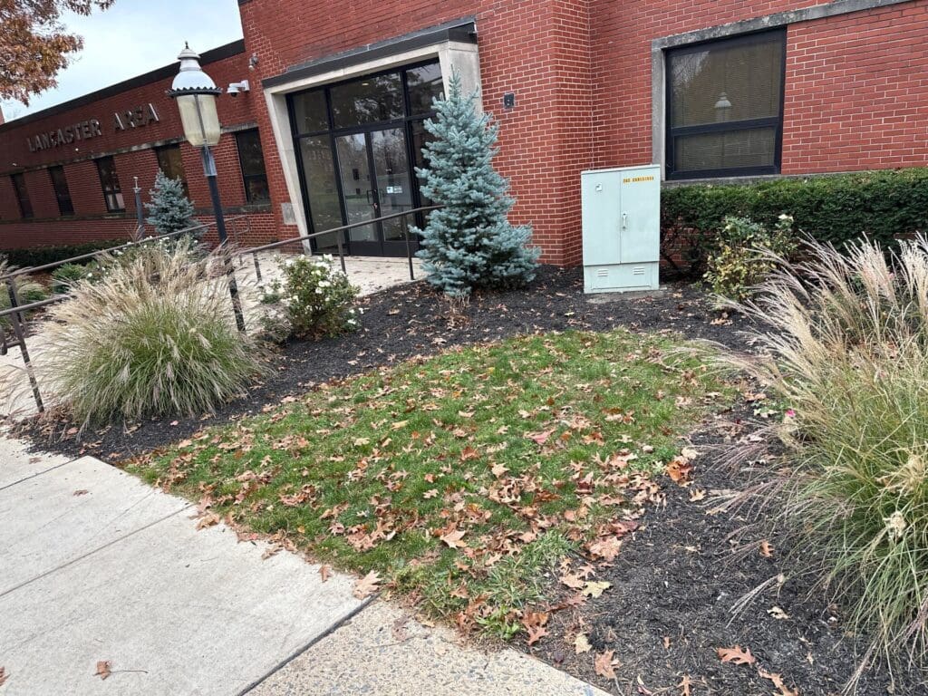 a before image of leaves in a garden