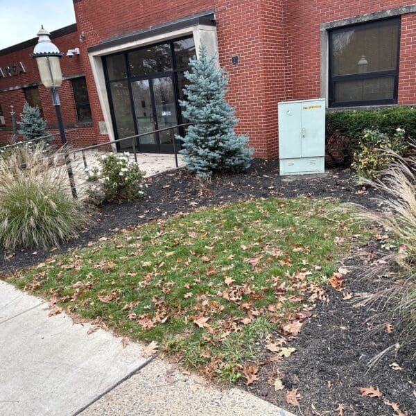 A garden lightly covered with leaves.